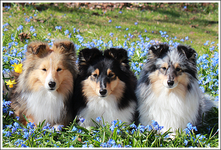 Amerikansk shop shetland sheepdog